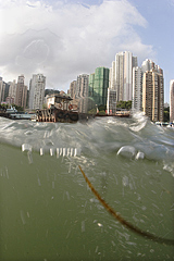 Hong Kong Waters