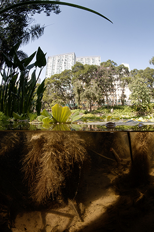 New Territories. Shing Mun Valley, Tsuen Wan, 2009