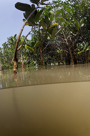 New Territories. Tai O, Lantau Island, 2009